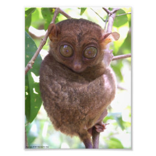 Philippine Tarsier Photo Print