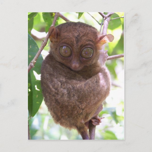 Philippine Tarsier Postcard (Front)