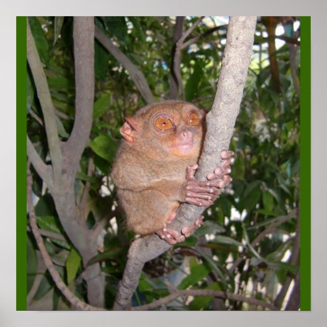 Philippine Tarsier Poster (Front)