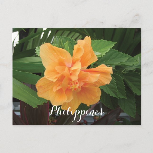 Philippines Yellow Hibiscus Gumamela Postcard (Front)