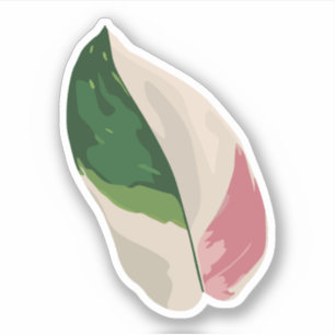 Philodendron Pink Princess
