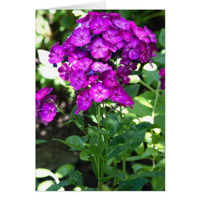 Phlox (Front)