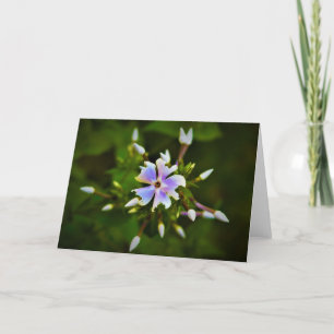 Phlox, card