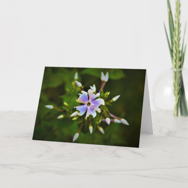 Phlox, card (Front)