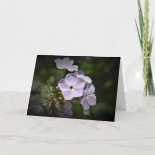 Phlox, card