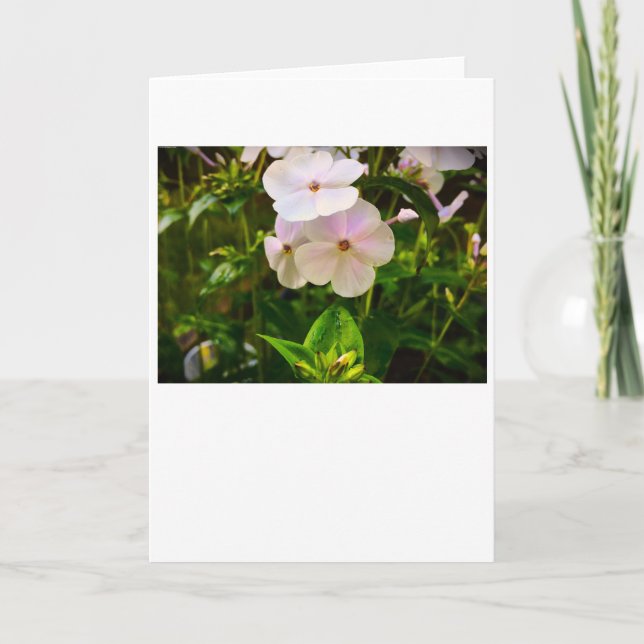 Phlox, card (Front)