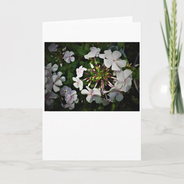 Phlox, card (Front)