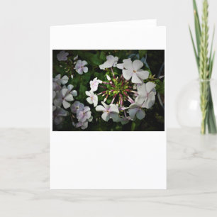 Phlox, card