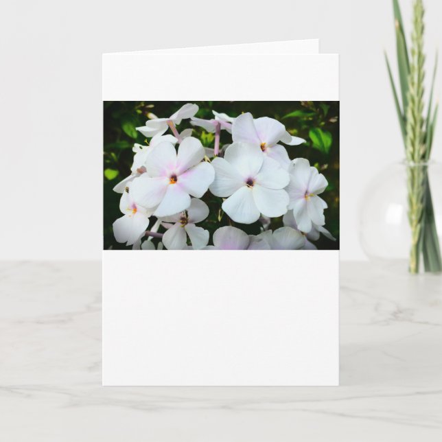 Phlox, Card (Front)