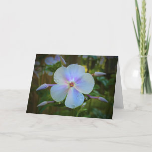 Phlox, card