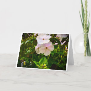 Phlox, card