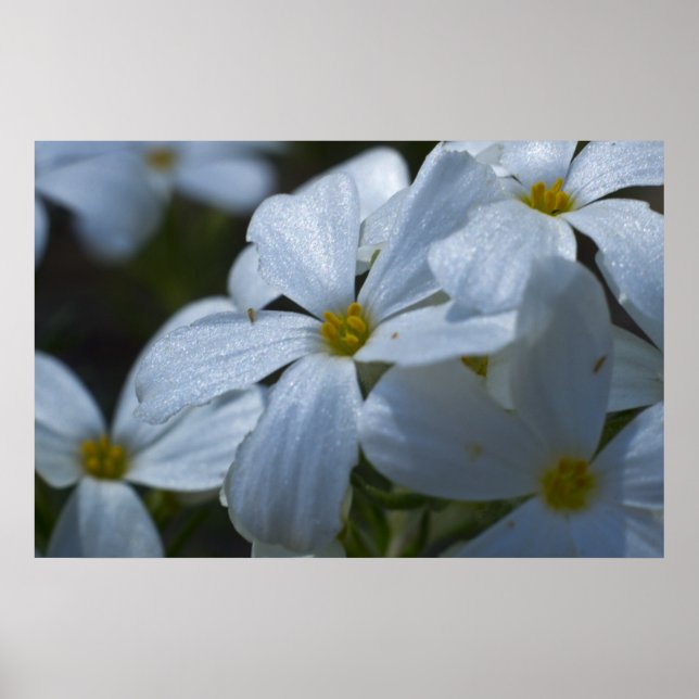 Phlox Close-up Poster (Front)