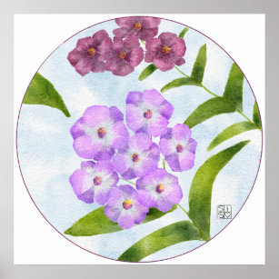 Phlox Flower Watercolor Print
