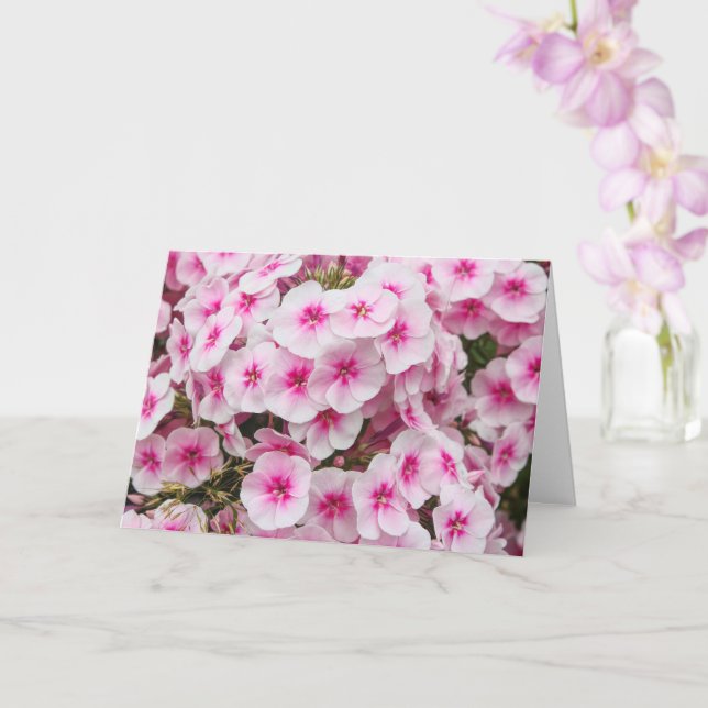 Phlox. Friary Gardens, Cardiff, Wales. Card (Orchid)