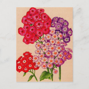 phlox in red, pink and lavender postcard