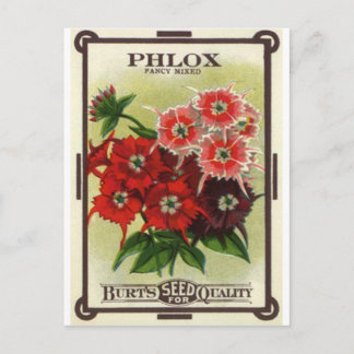 phlox mixed postcard