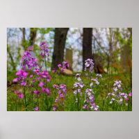 Phlox Near a Cemetery