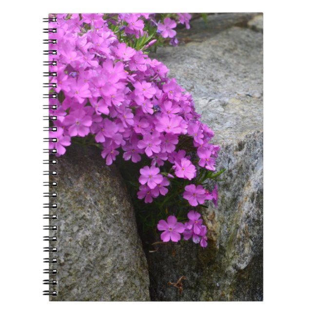 Phlox On Rocks Notebook (Front)