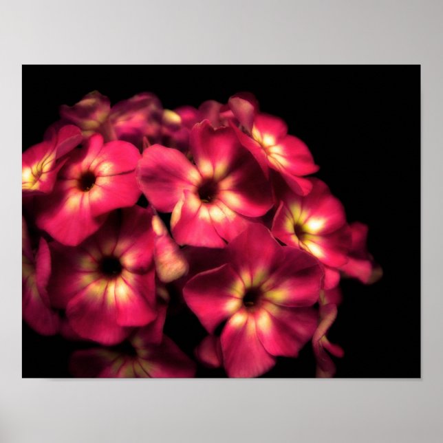 Phlox Pink Poster (Front)