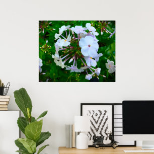 Phlox, Poster