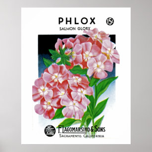 Phlox Poster