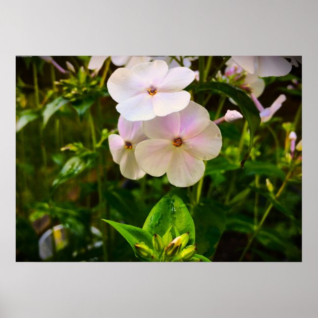 Phlox, Poster (Front)