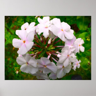 Phlox, Poster