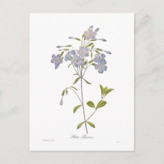 Phlox reptans postcard