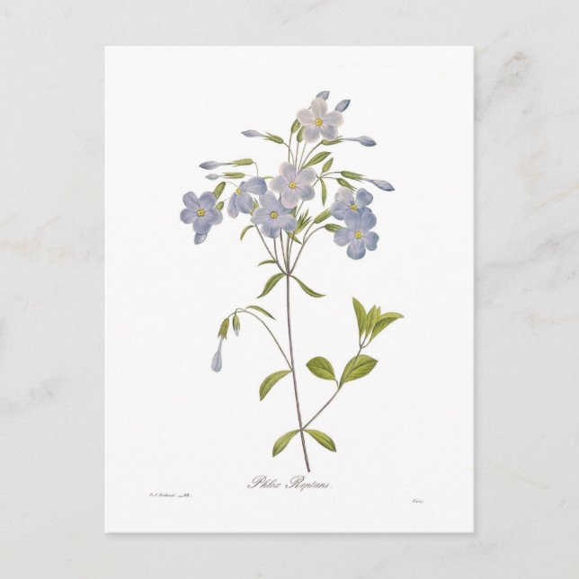 Phlox reptans postcard (Front)