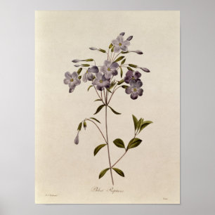 Phlox reptans poster
