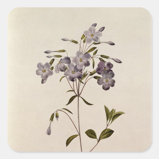 Phlox reptans square sticker (Front)