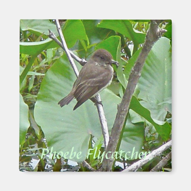 Phoebe Flycatcher Magnet (Front)