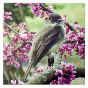 Phoebe in a Redbud Tree Tile