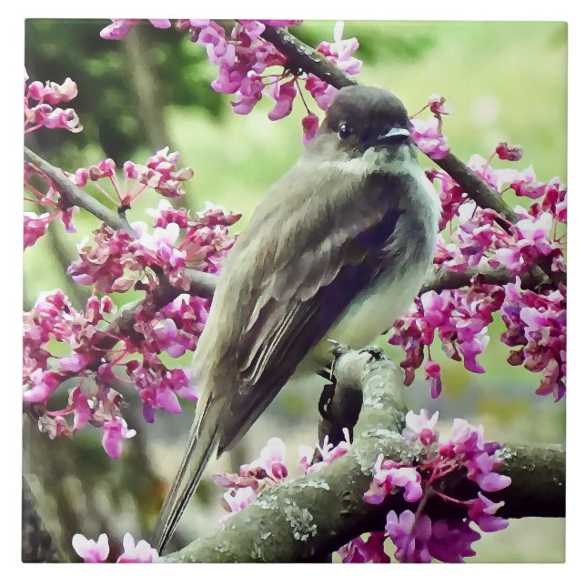 Phoebe in a Redbud Tree Tile (Front)