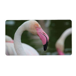 Phoenicopterus roseus