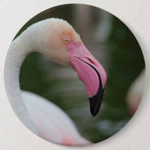 Phoenicopterus roseus 6 cm round badge