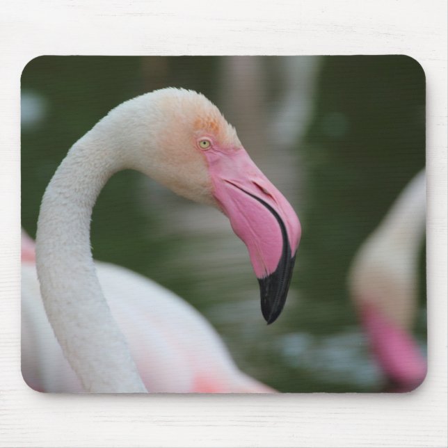 Phoenicopterus roseus mouse mat (Front)