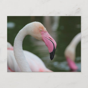 Phoenicopterus roseus postcard