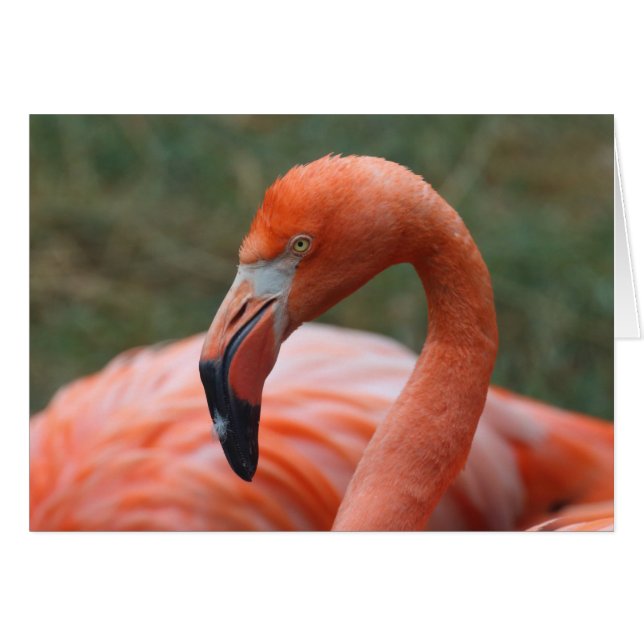 Phoenicopterus ruber (Front Horizontal)