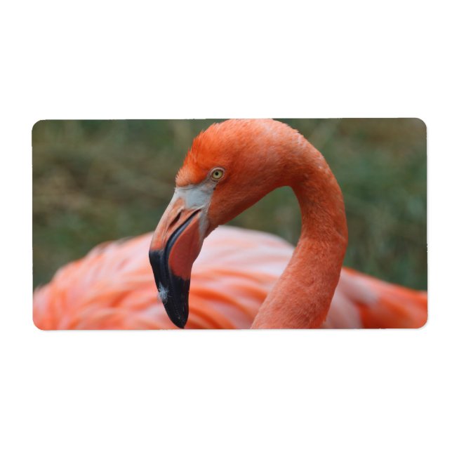 Phoenicopterus ruber (Front)