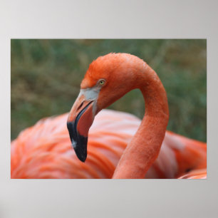 Phoenicopterus ruber poster