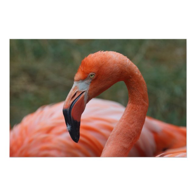 Phoenicopterus ruber poster (Front)