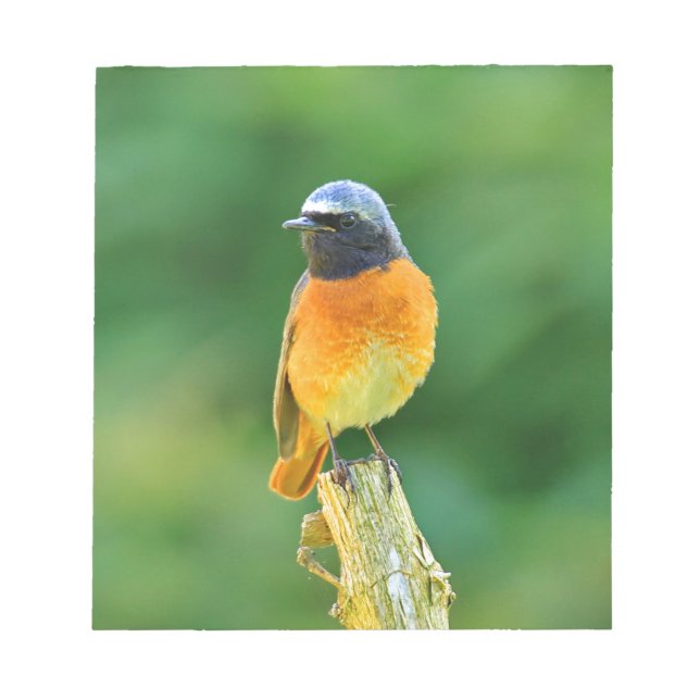 phoenicurus ochruros notepad (Front)