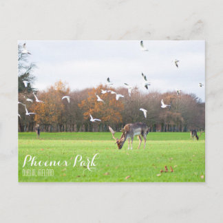 Phoenix Park Postcard