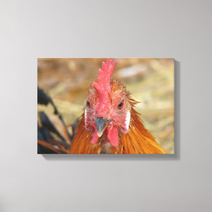 Phoenix Rooster Canvas Print