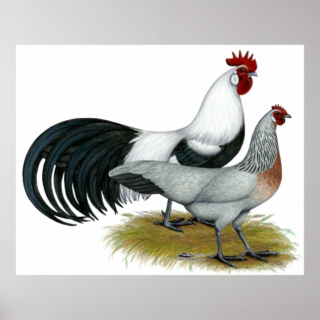 Phoenix:  Silver Duckwing Pair Poster (Front)