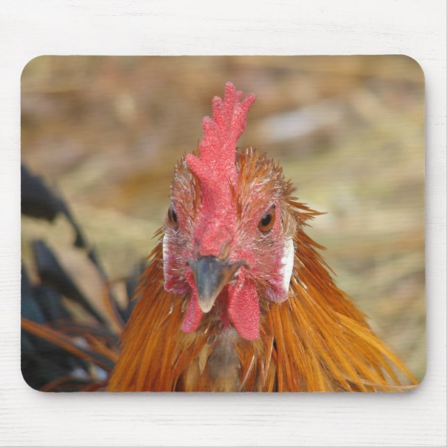 Phoenix Stares the Camera Down Mouse Mat (Front)