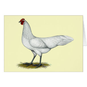 Phoenix:  White Hen