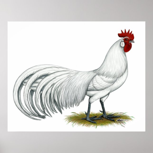 Phoenix:  White Rooster Poster (Front)
