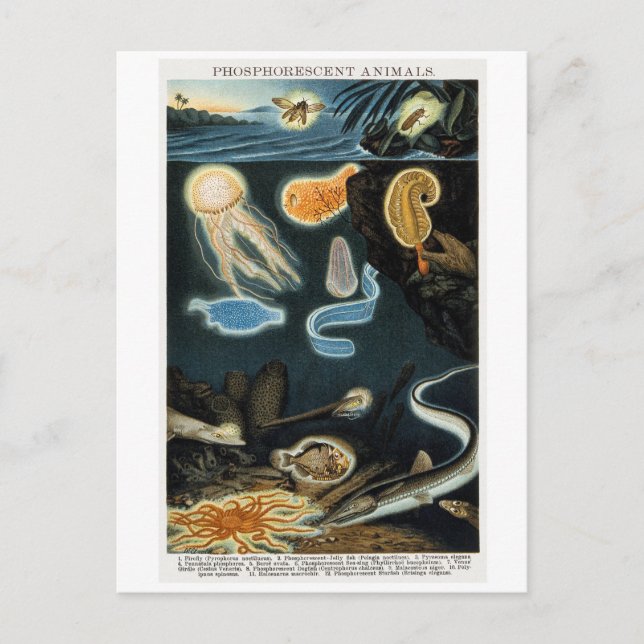 Phosphorescent Animals Vintage Postcard (Front)